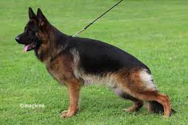 public/dog_images/202/1719238092.Asap vom Aldamar.jpg